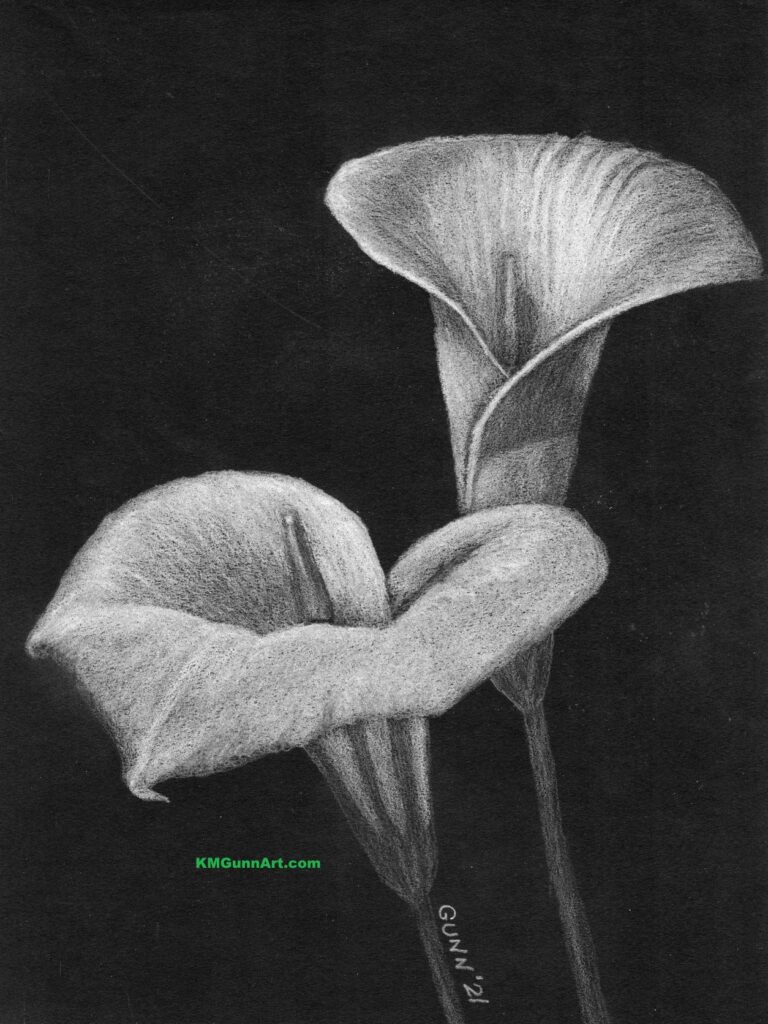 Two Calla Lilies, white pencil drawing on black paper