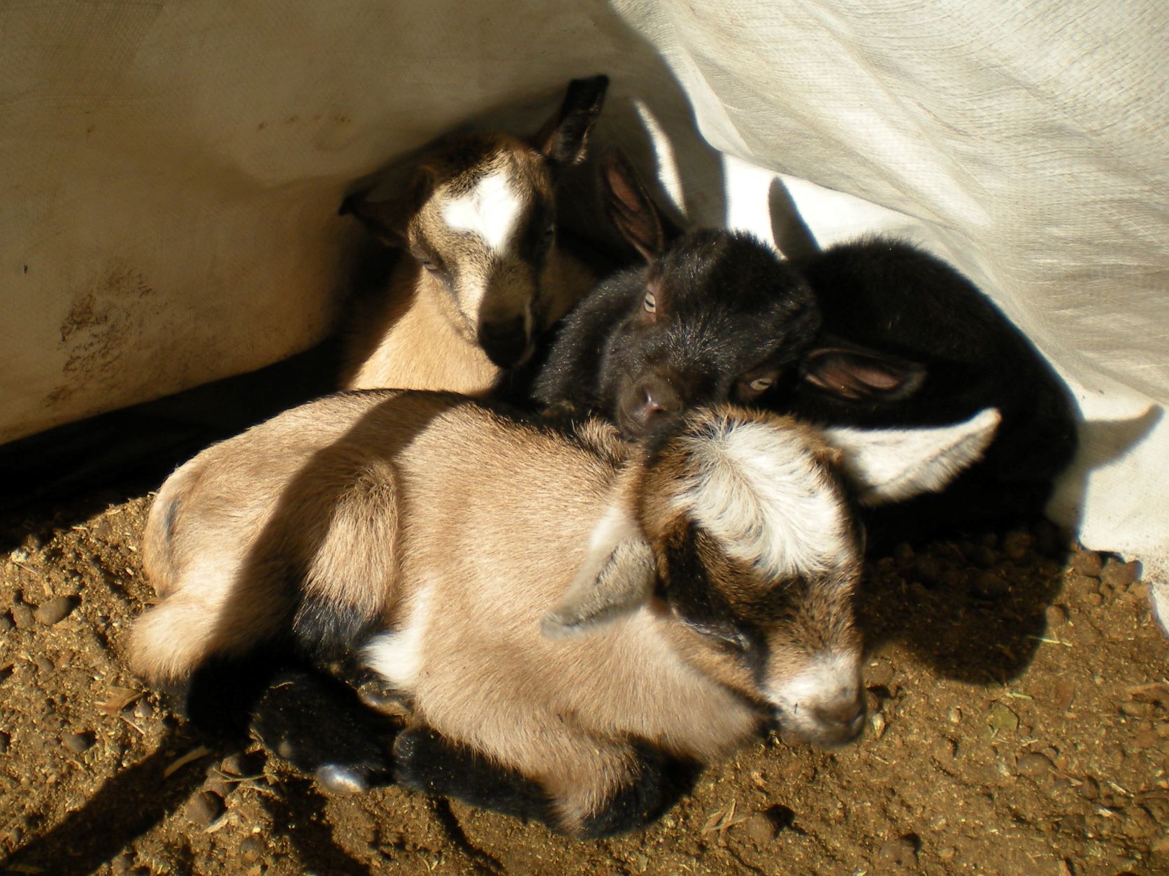my three newest baby goat kids