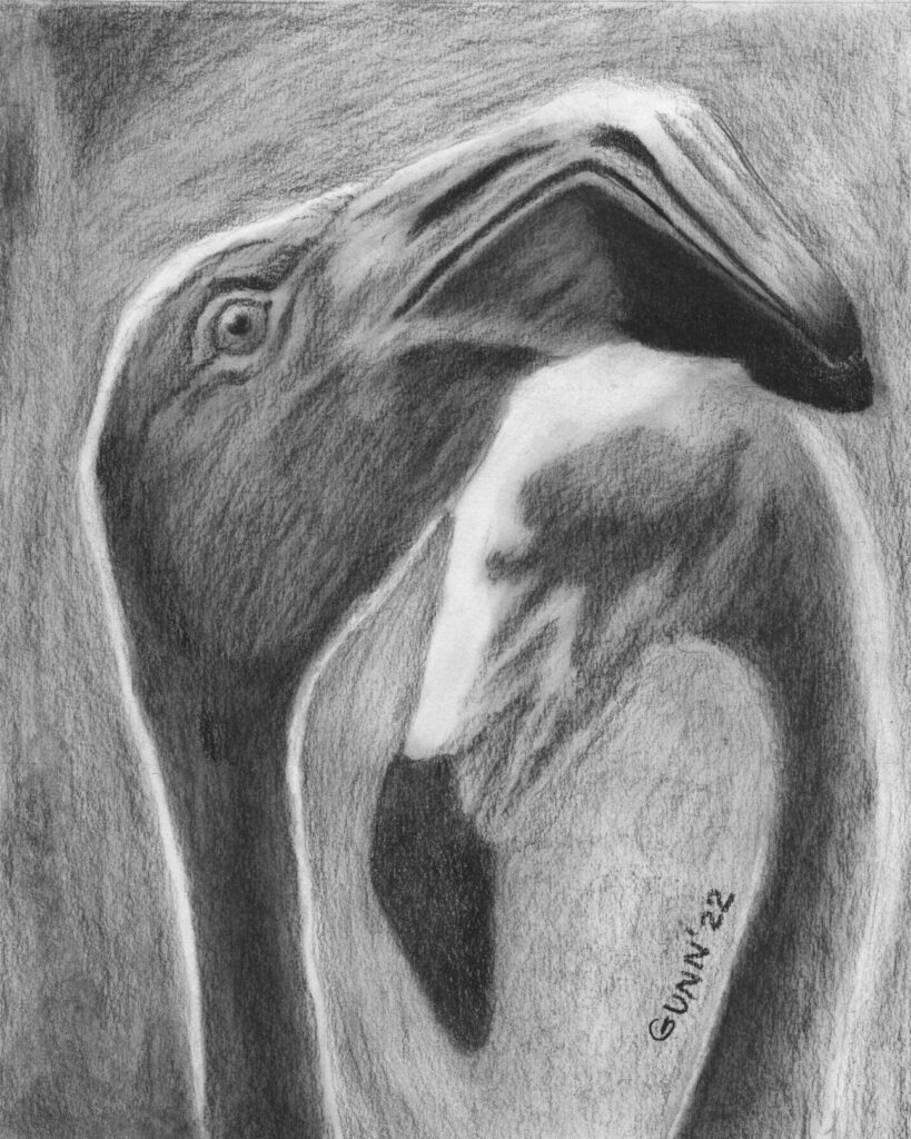 Two Flamingoes charcoal drawing