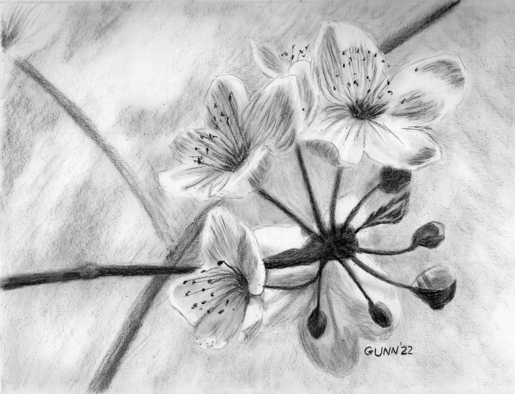 cherry blossom flower pencil drawing