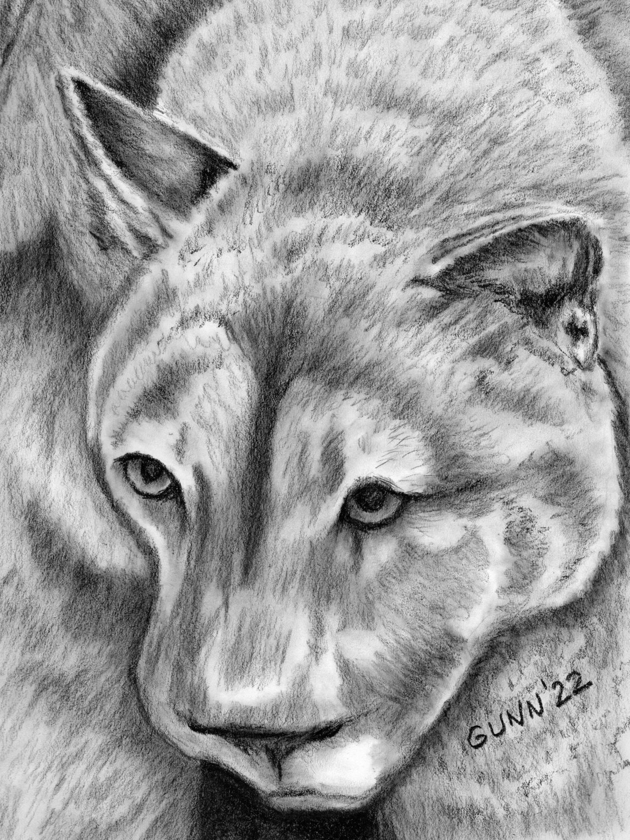 charcoal drawing of a mountain lion in charcoal