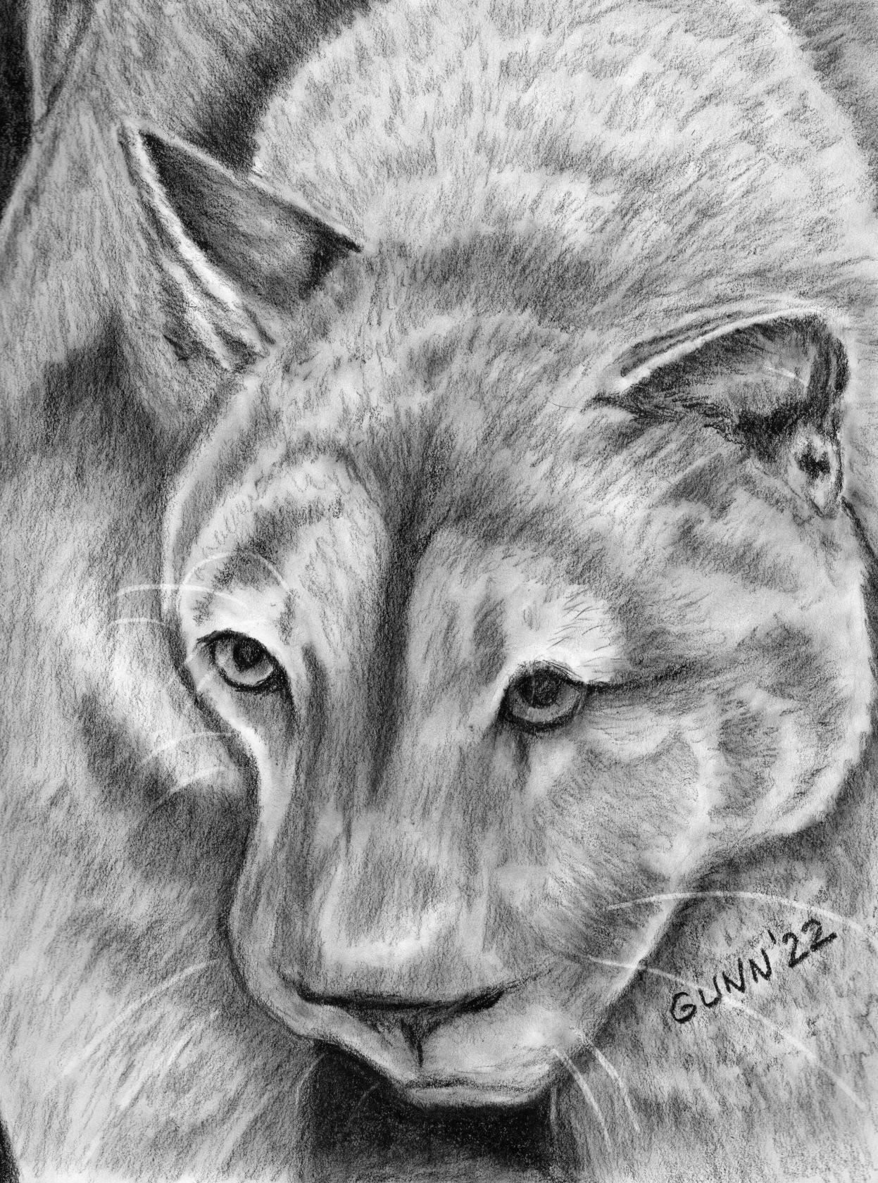 cougar charcoal drawing