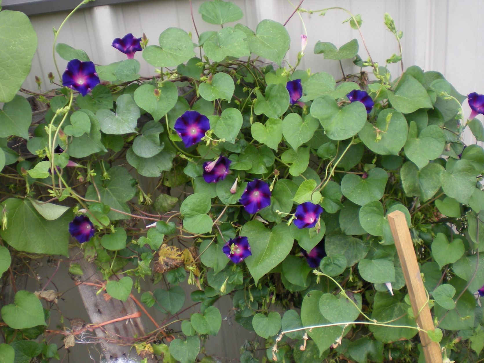 purple morning glory flowers outside the feed store's door