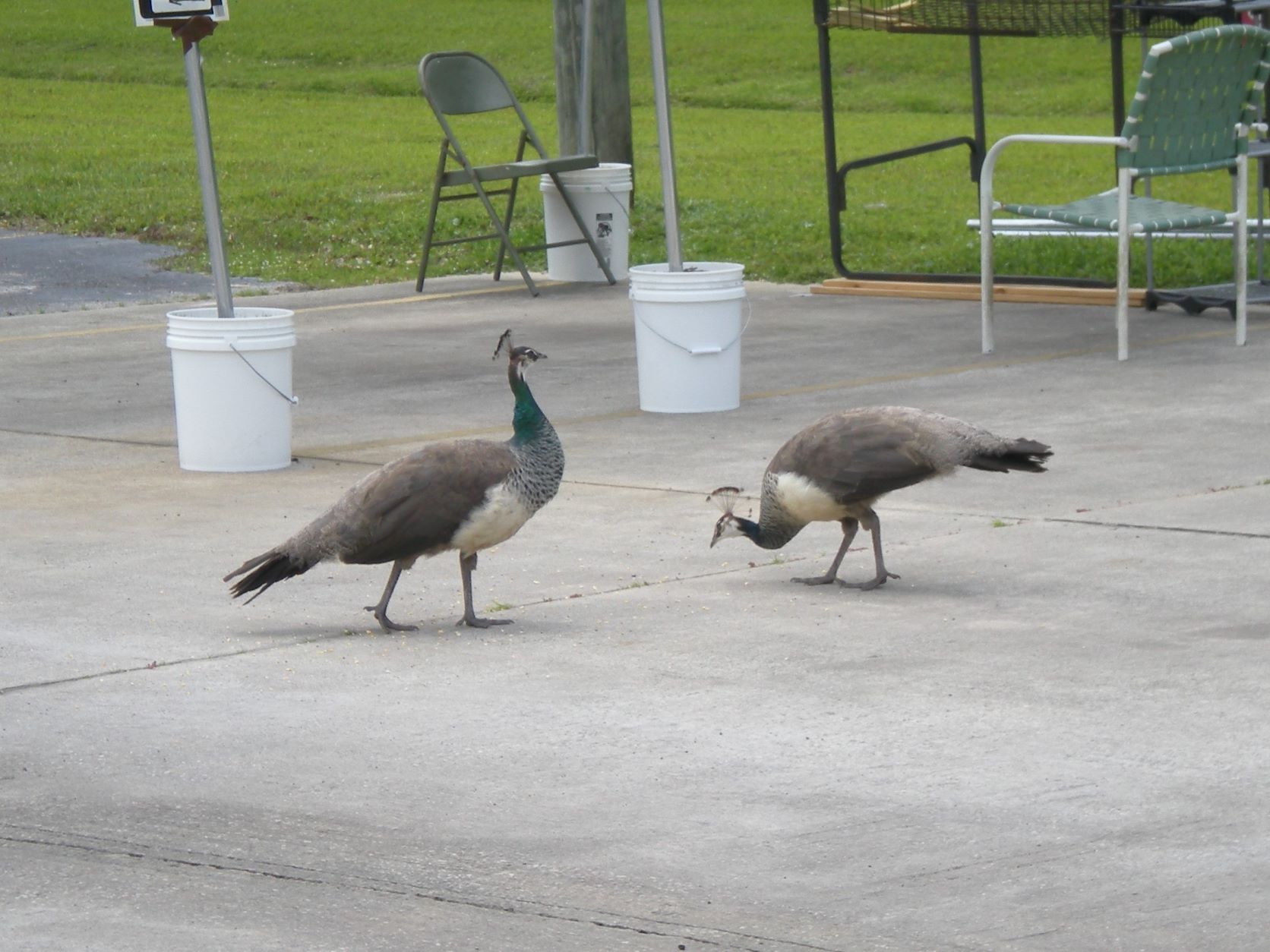 a pair of peahens walking around a parking lot
