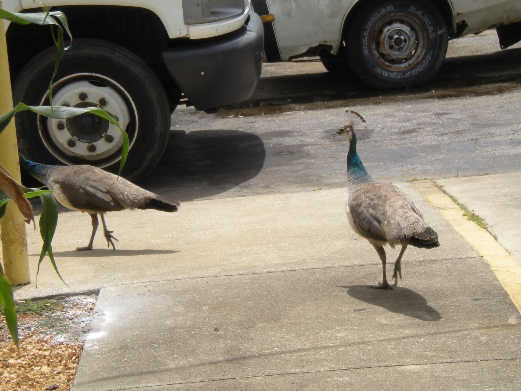 a pair of peahens, perhaps a bit camera-shy as they walk away when the camera comes out