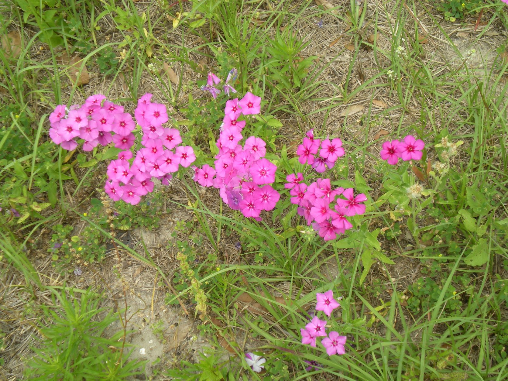 bright fuchsia-pink wild phlox