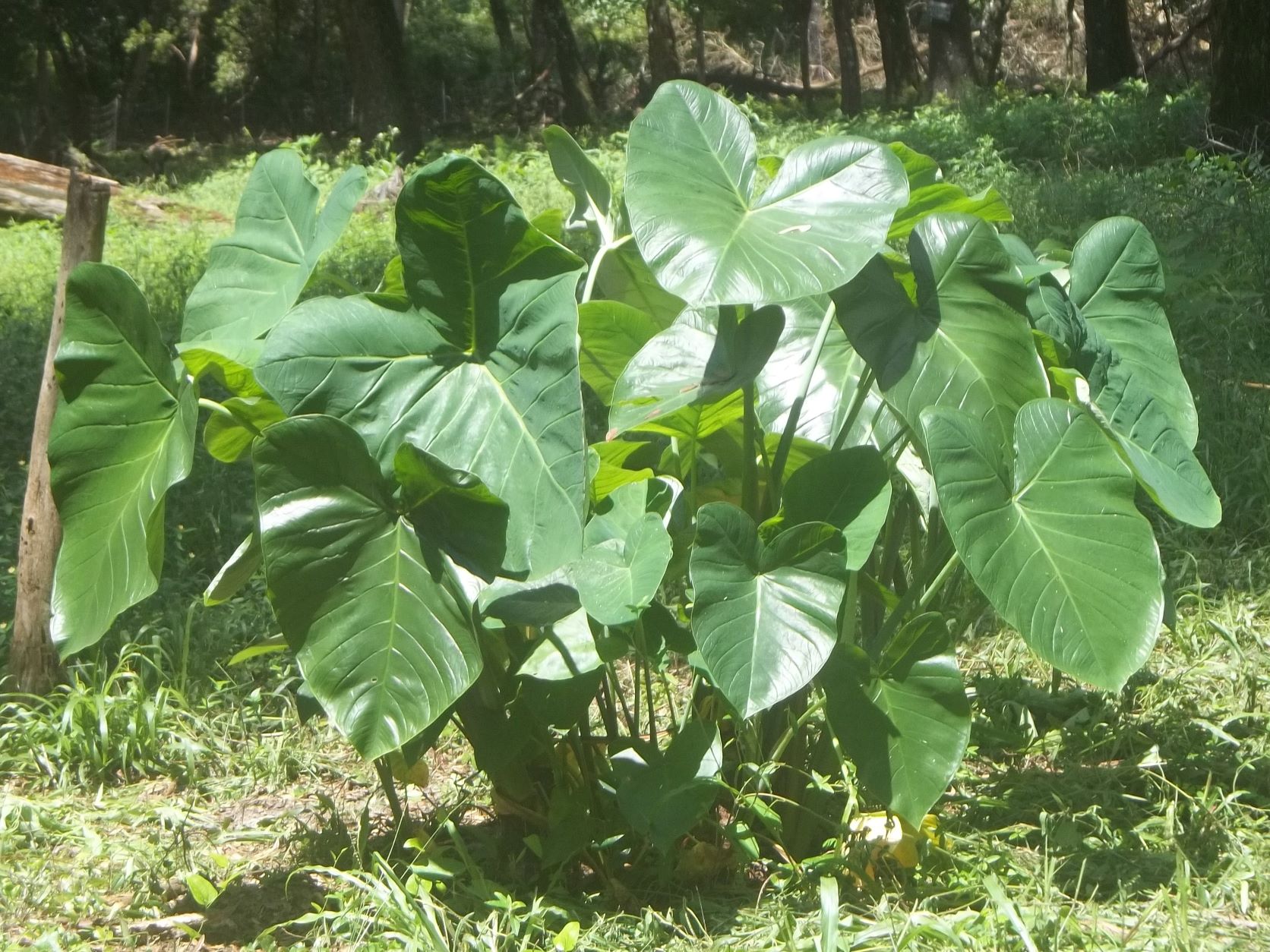 my elephant ear plant, likely a Xanthosoma species and the inspiration for the green challenge