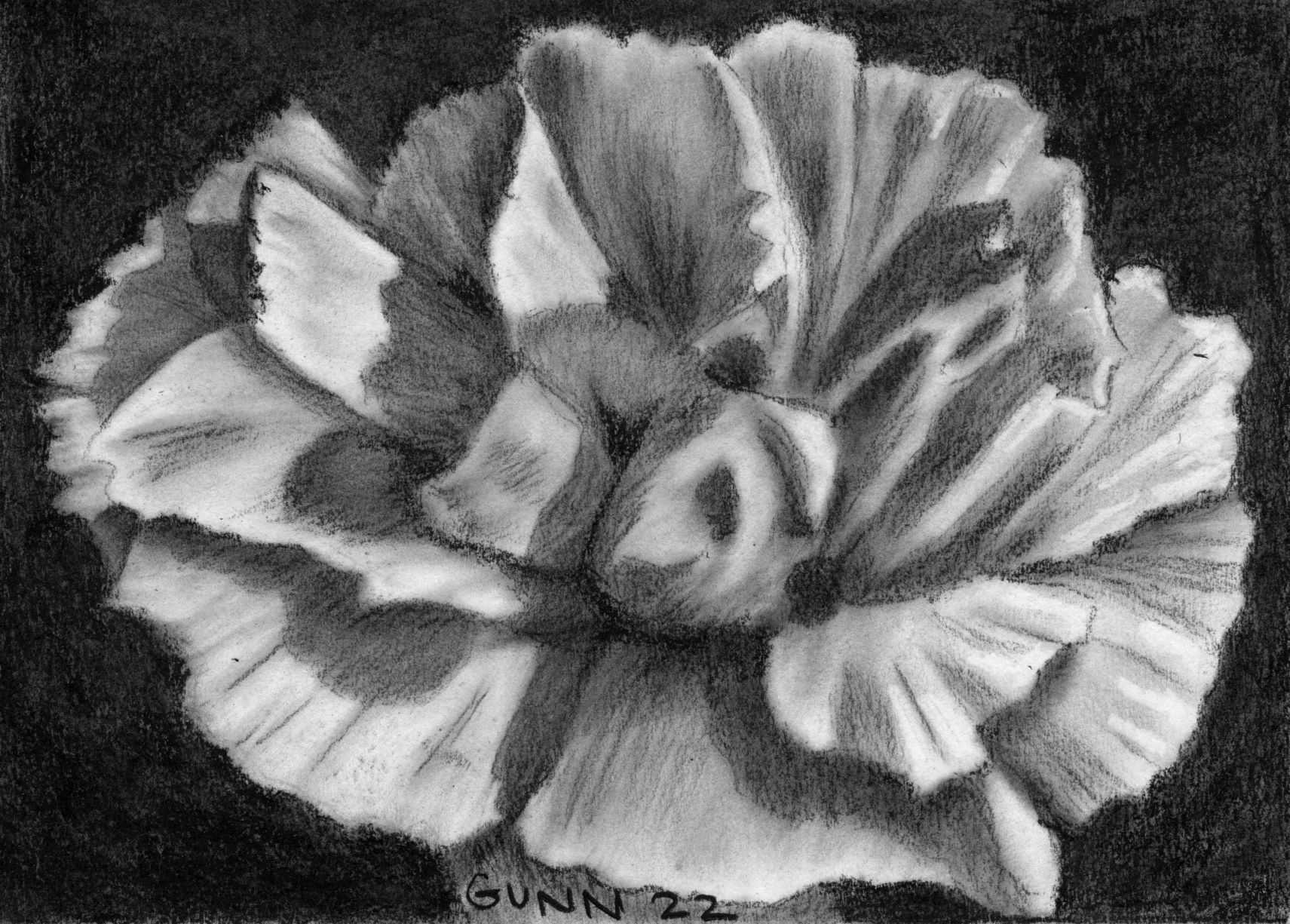 Scan of charcoal flower drawing White Carnation