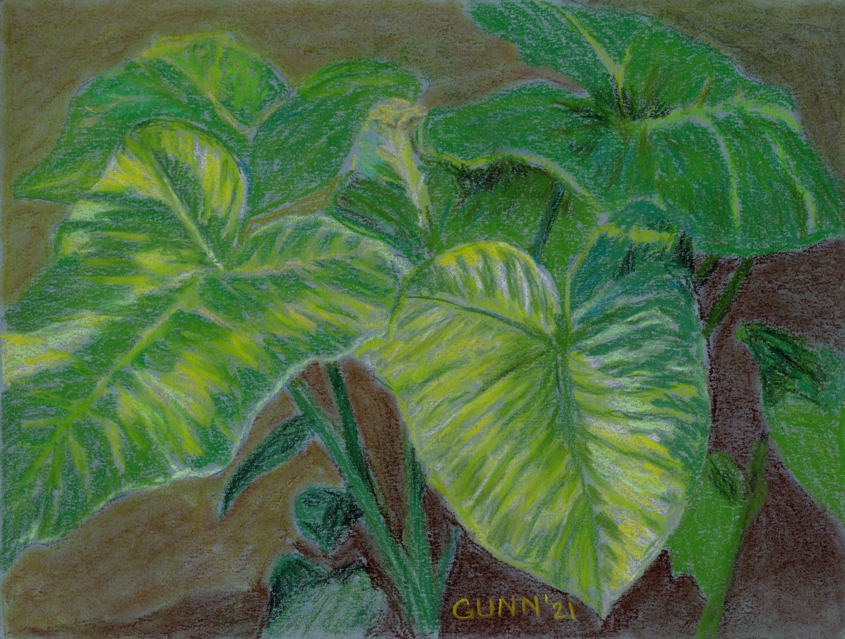 Xanthosoma in Morning Sun, soft pastel on paper