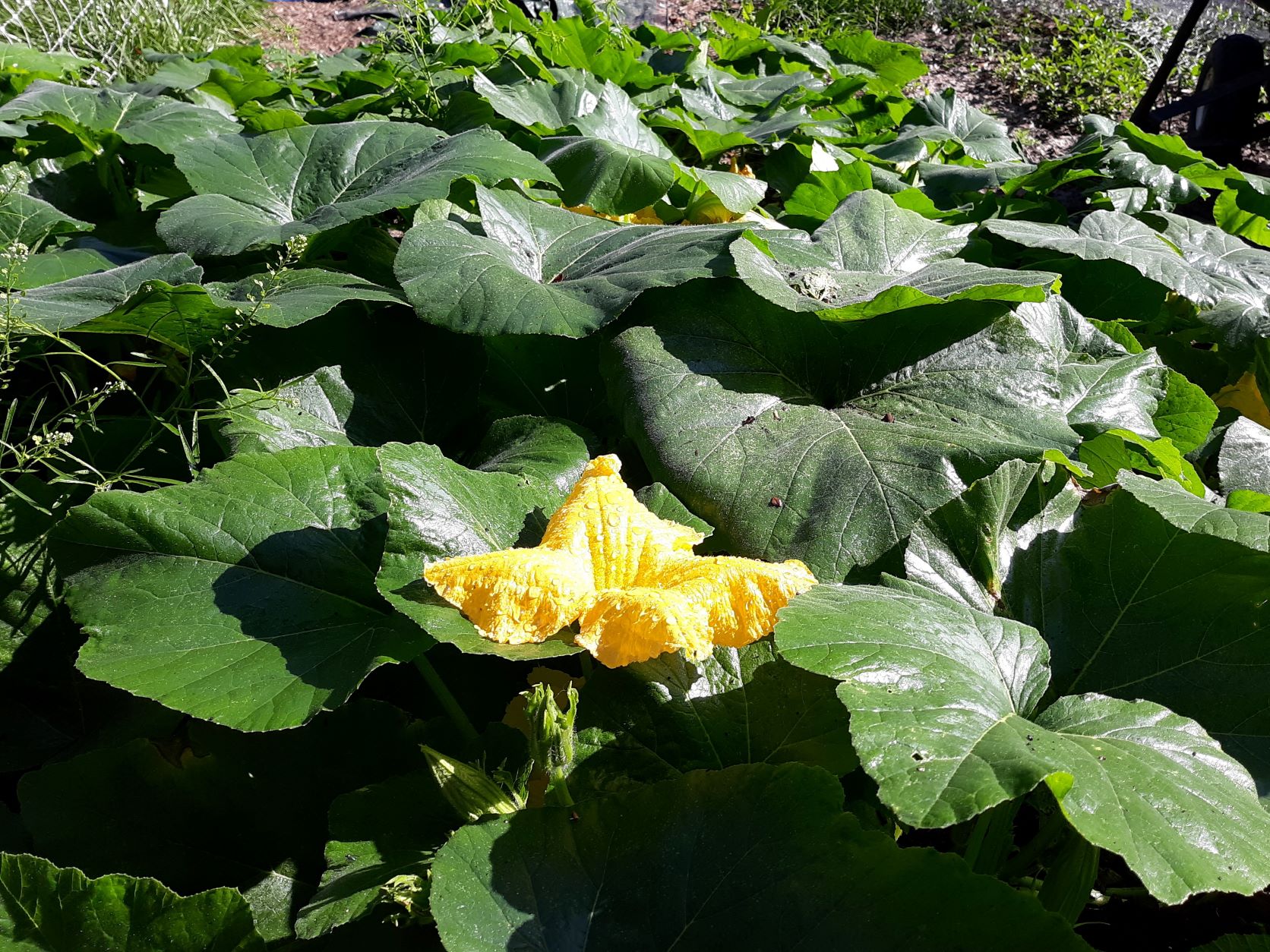 yellow squash flower among the green leaves