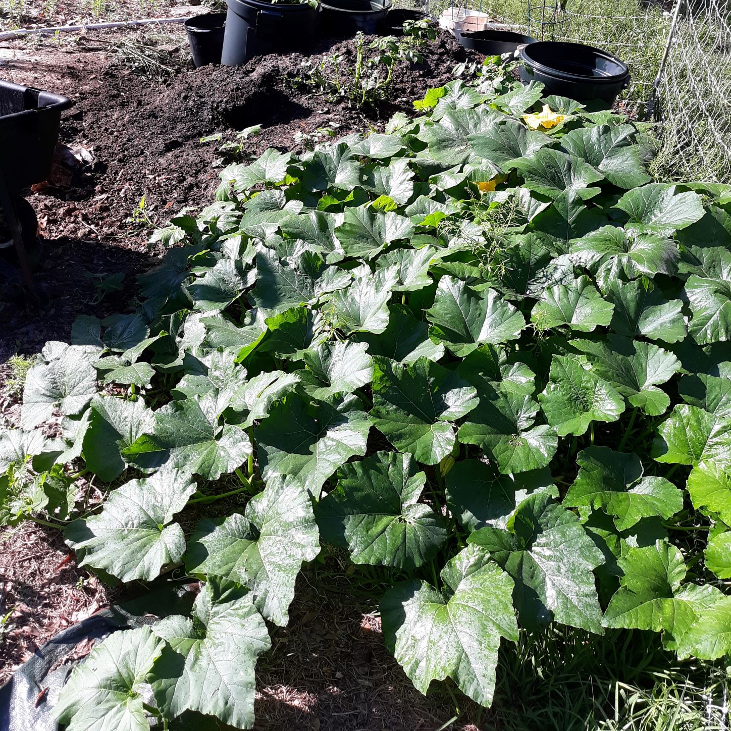 the squash plants have spread out from the compost heap and are shading the grass in the chicken yard