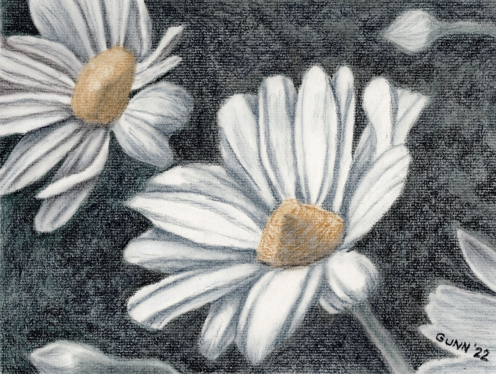 first version of Daisies, tinted charcoal on paper
