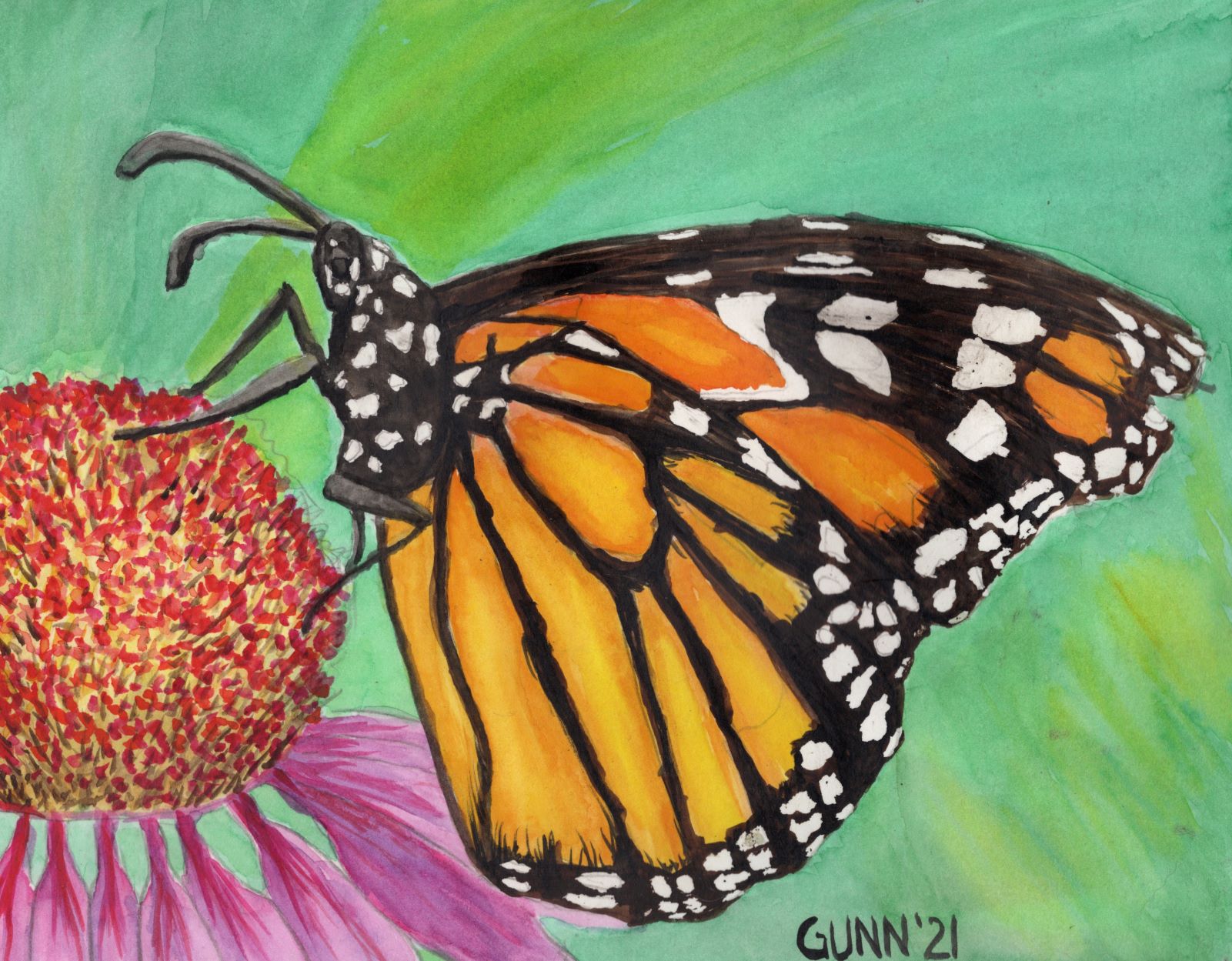 watercolor painting Monarch Butterfly on Coneflower