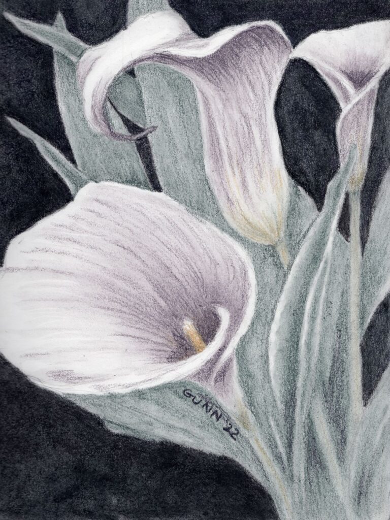 Calla Lilies 3, drawing in tinted charcoal, prints available