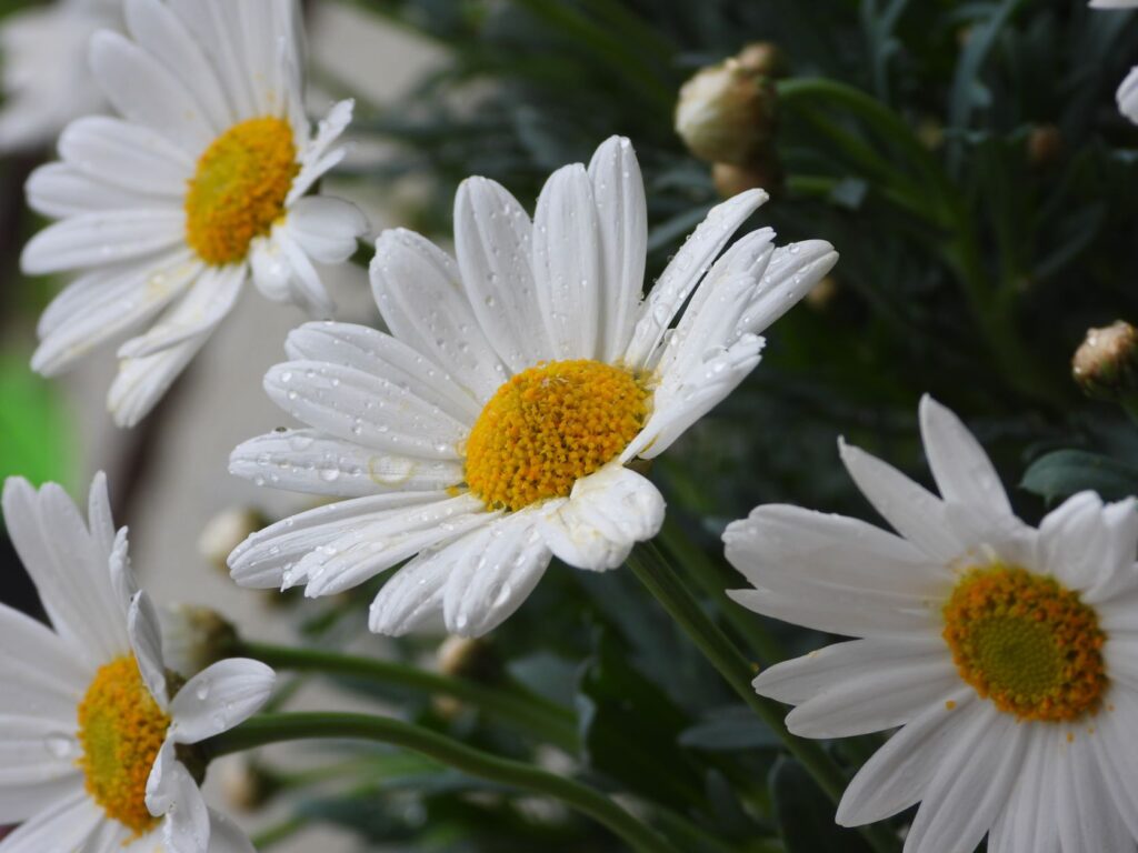 photo of multiple daisies