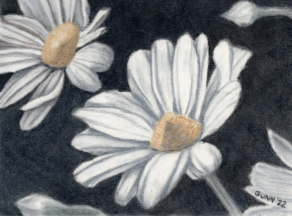 Final version of charcoal drawing Daisies