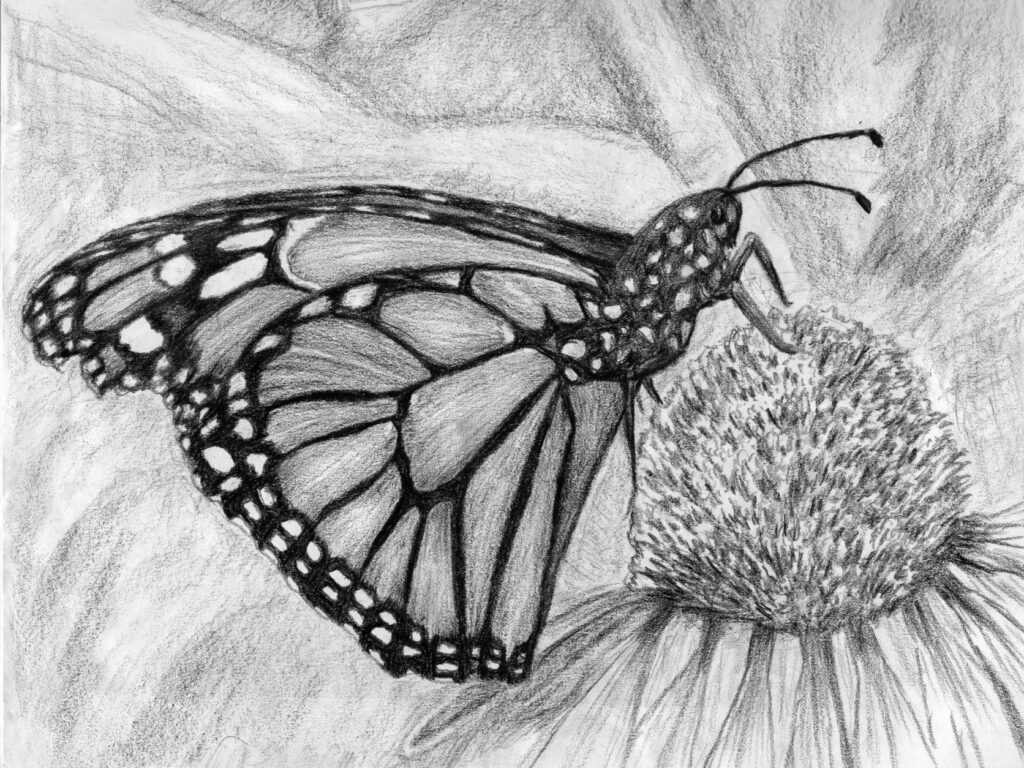 charcoal drawing of monarch butterfly on coneflower