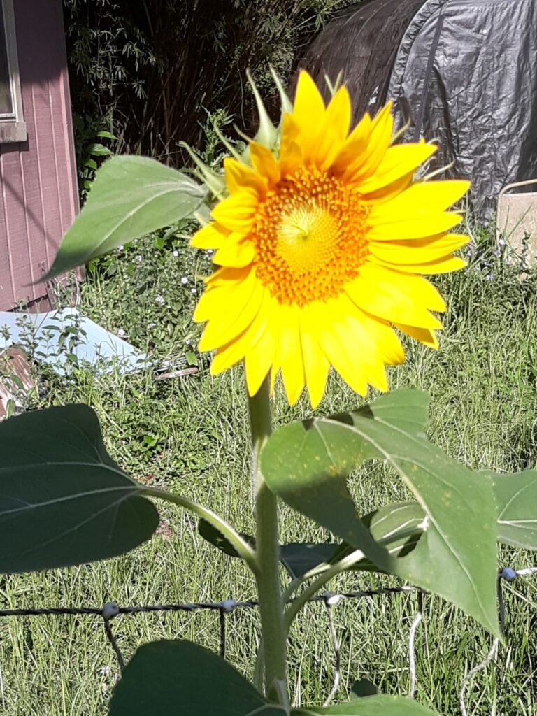volunteer sunflower next to the chicken fence
