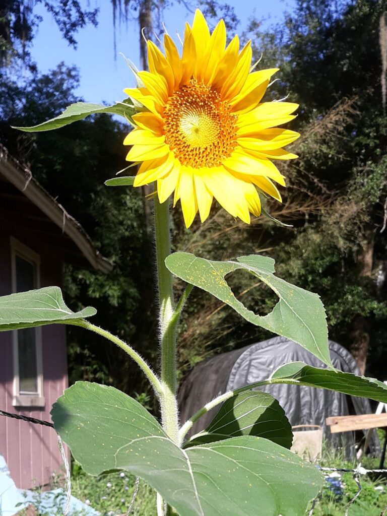our volunteer sunflower plant earlier this summer
