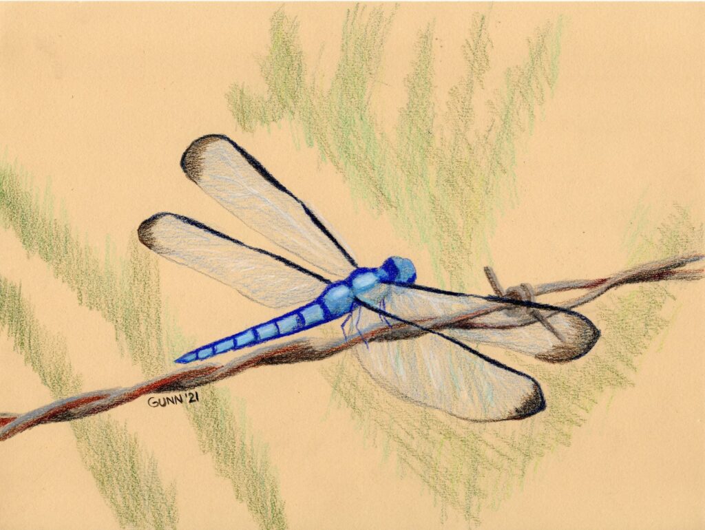 colored pencil drawing of blue dragonfly resting on a strand of babr wire on tan toned paper with abstract green shapes as background