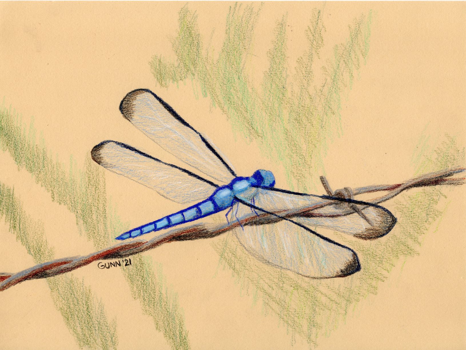 Blue Dragonfly colored pencil drawing KM Gunn Art
