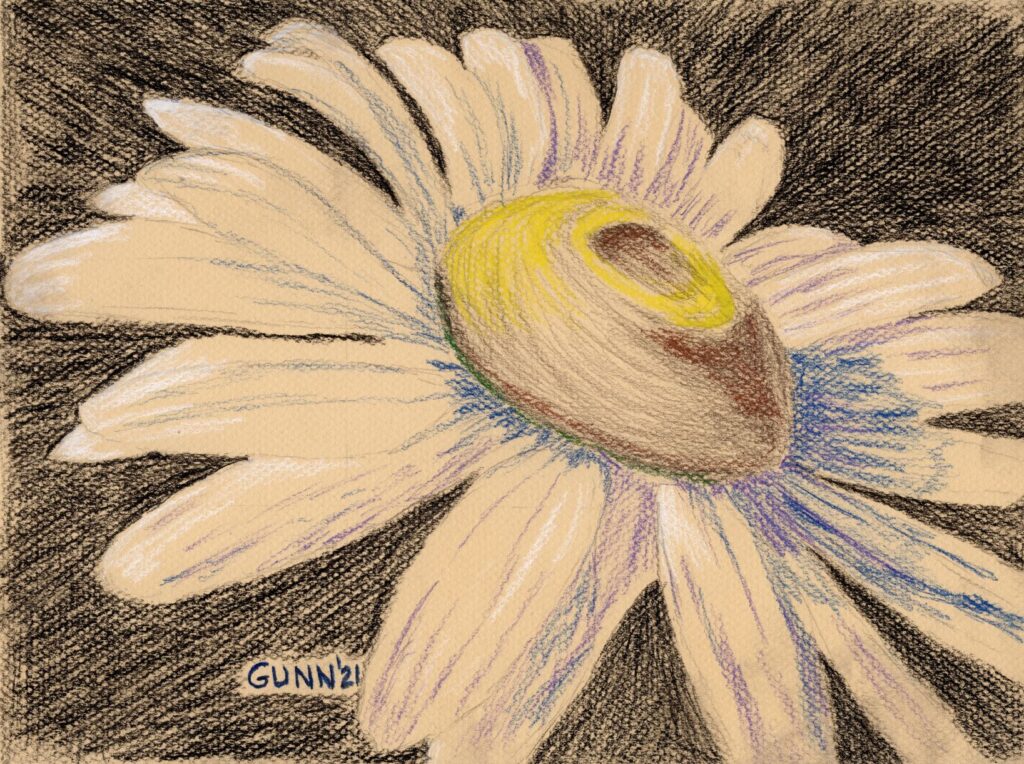 charcoal and pastel pencil drawing Ox-Eye Daisy