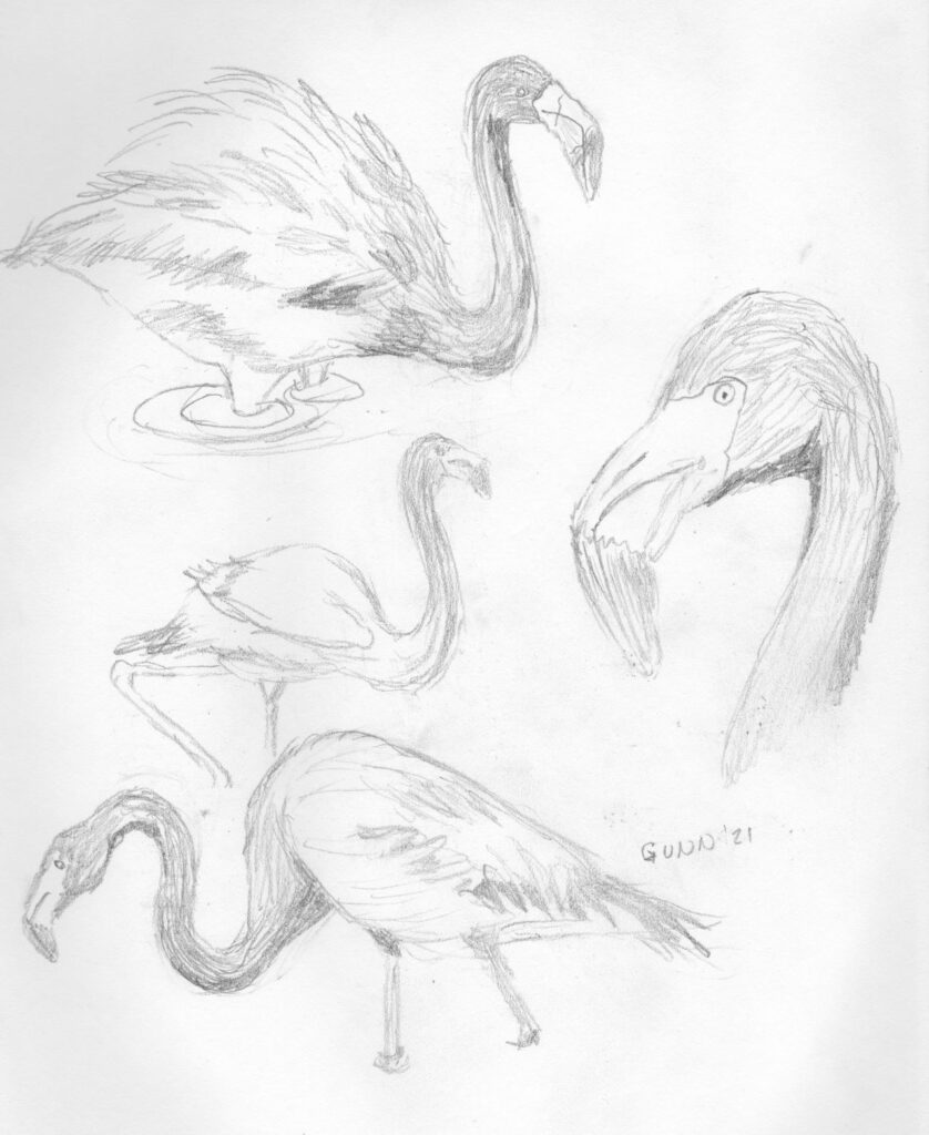 page from sketchbook of several flamingoes in various poses