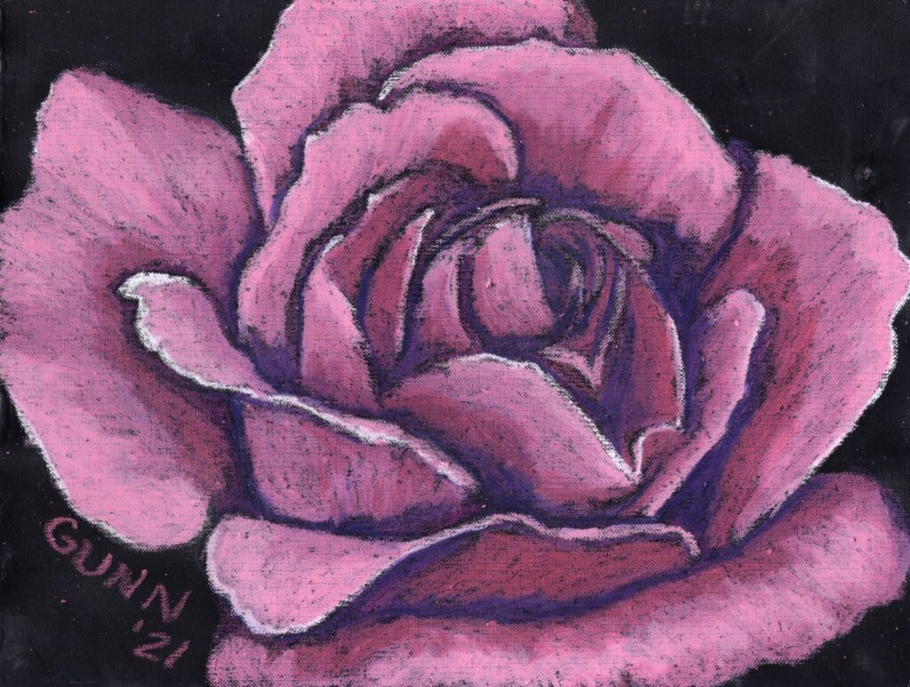 bright pink rose in oil pastel on black canvas paper