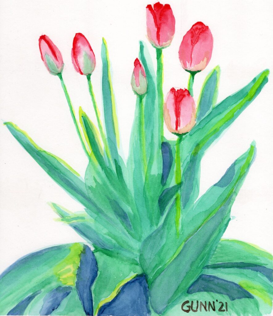 red tulip buds opening against a white wall, watercolor painting on paper