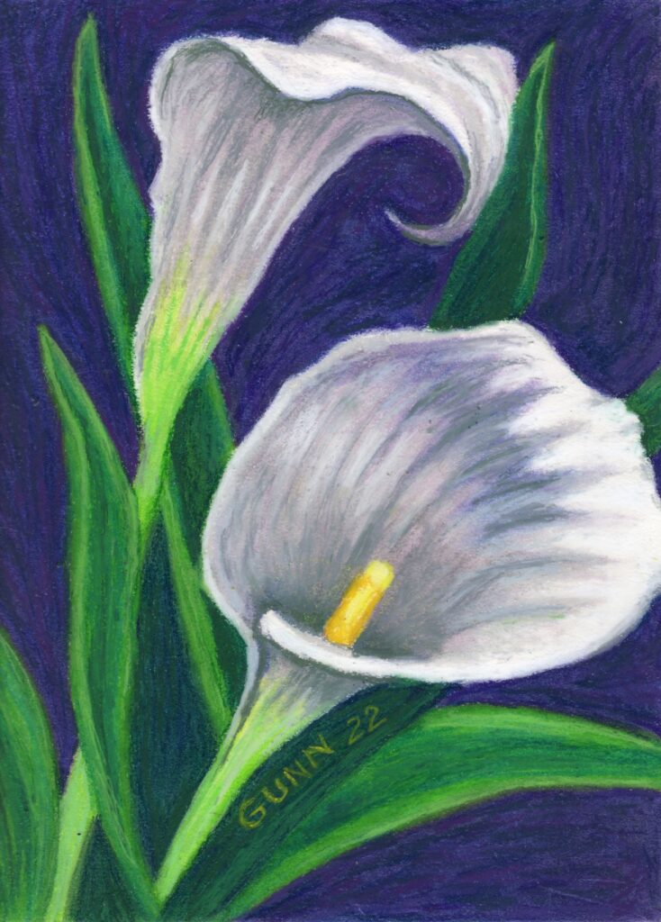 Calla Lilies 4, two white calla lilies in oil pastel on blue-purple background with green leaves and stems.