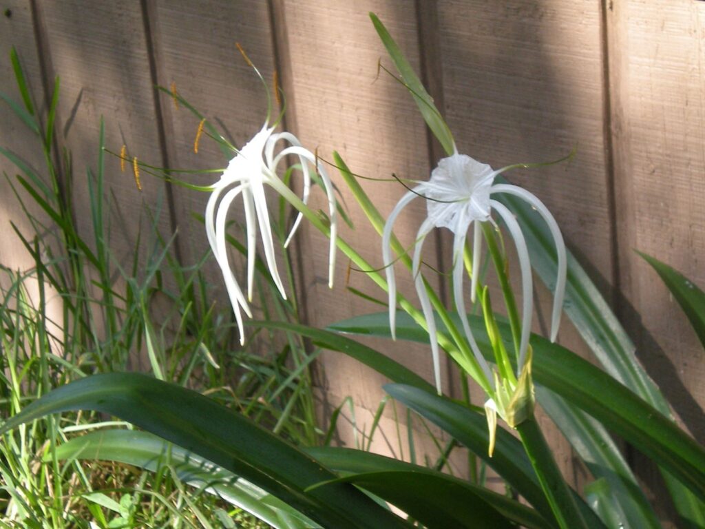 September-blooming white spider lily