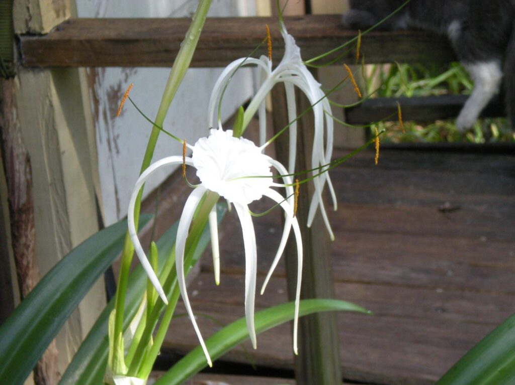 two spider lily blooms open - and a cat lounging on the railing