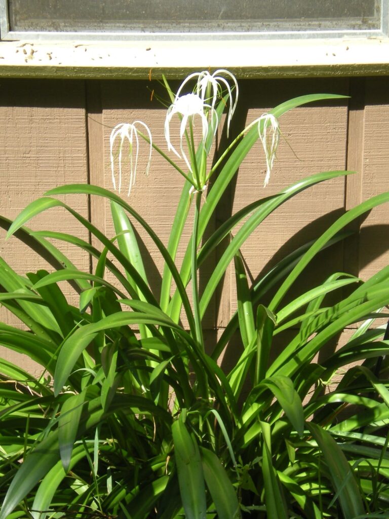 spider lily with four of the six blooms open