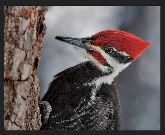 close-up photo portrait of a pileated woodpecker by Jim Hughes