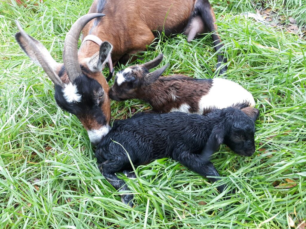 Francis and her newborn boys on the grass