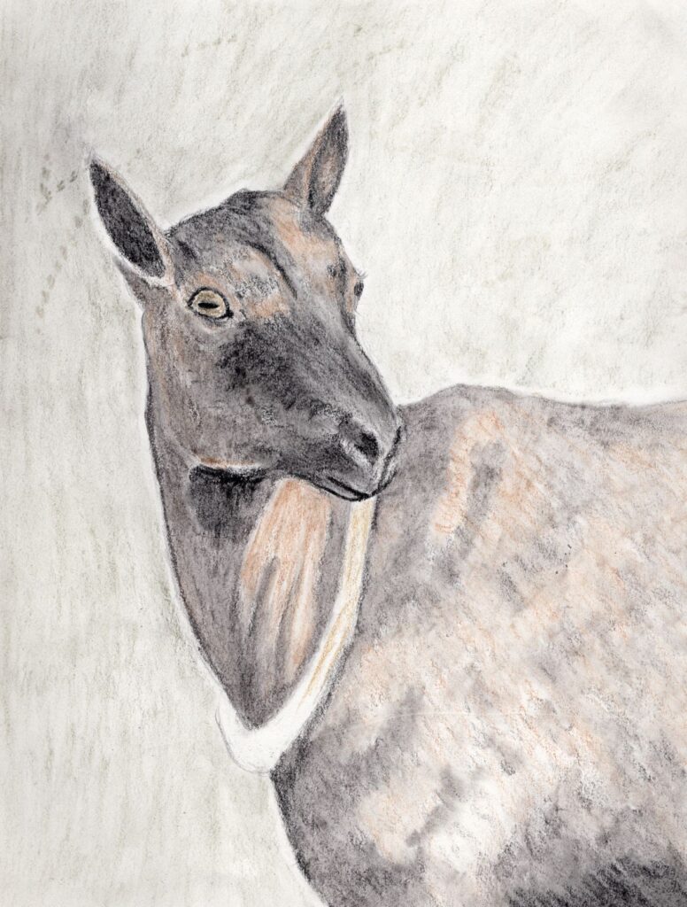 drawing of our goat Prim in tinted charcoal