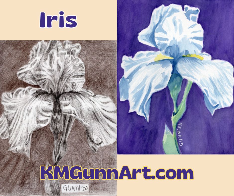 detailed charcoal iris drawing from 2020 and the watercolor painting I made from it in October of 2023